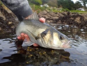bar peche estuaire