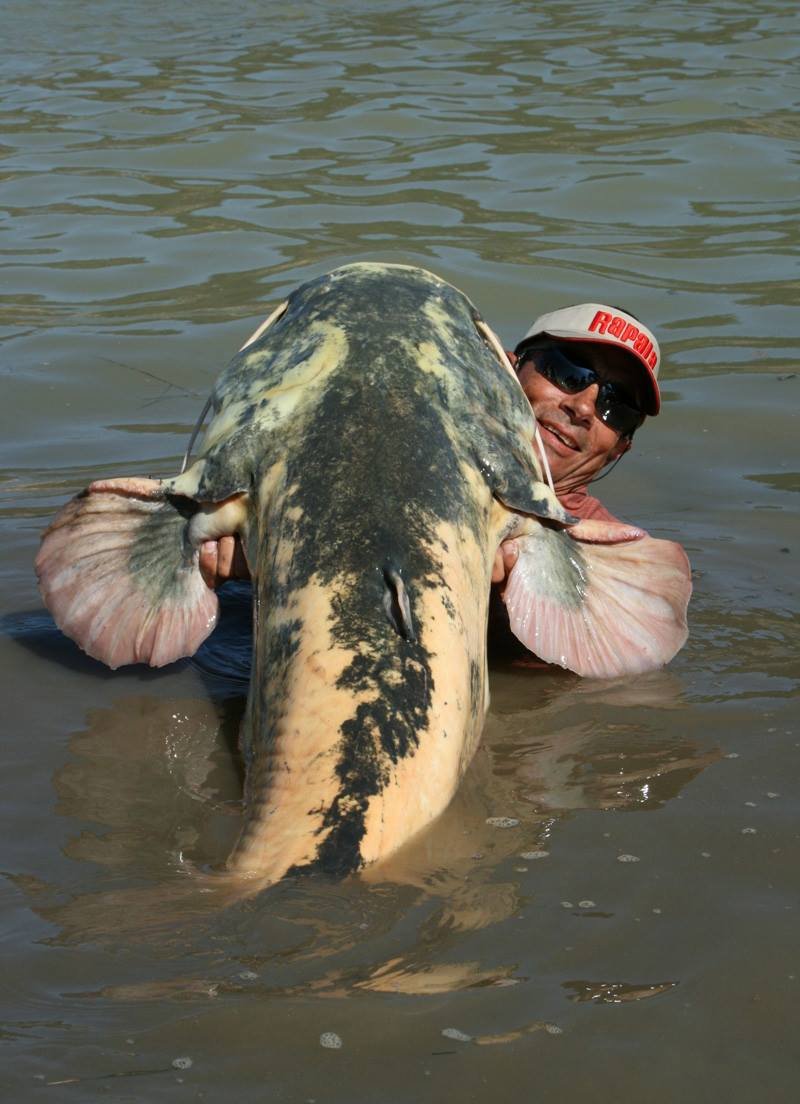 claude valette silure