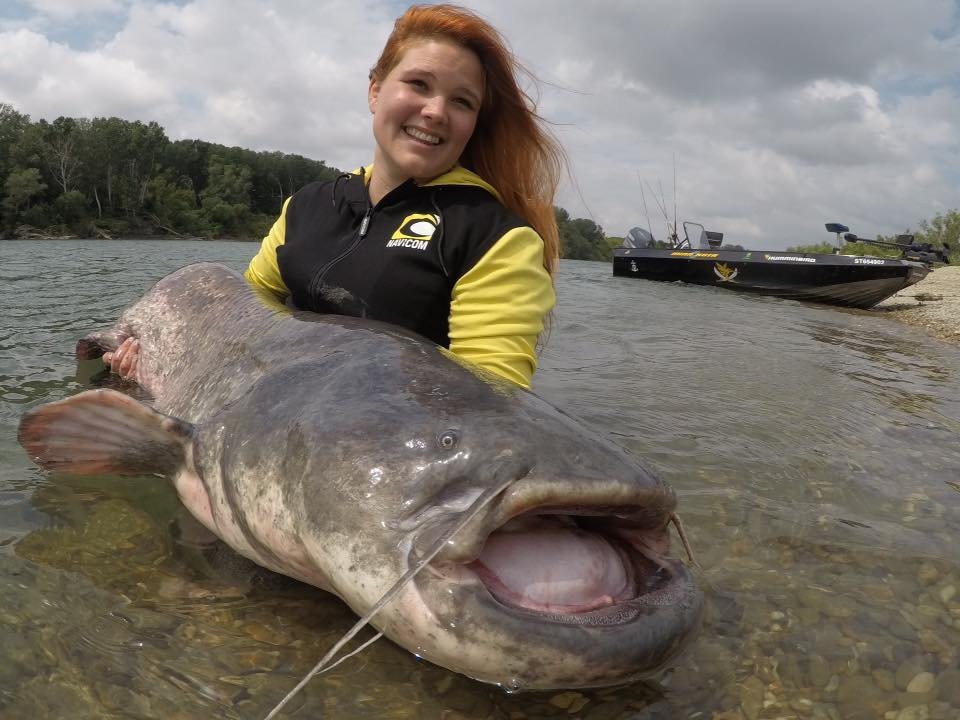 nikita viandier navicom